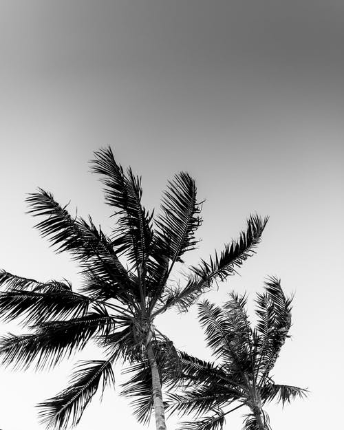 棕榈树的单色照片 · 免费素材图片