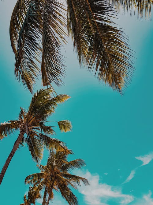 白天棕榈树的低角度照片 · 免费素材图片