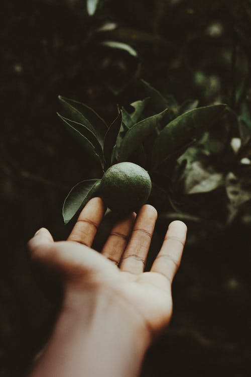 持有柑橘类水果的人 · 免费素材图片