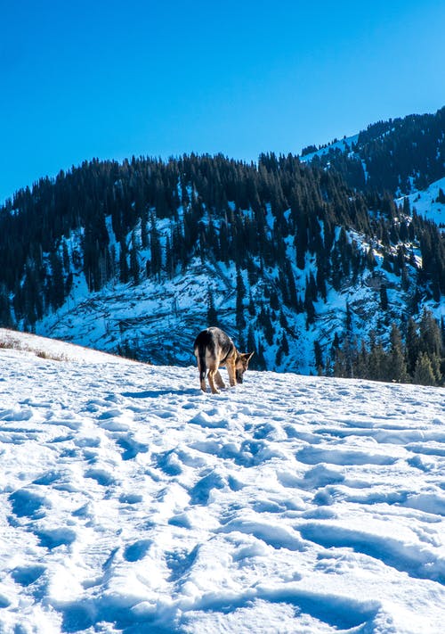 狗在积雪覆盖的地面上 · 免费素材图片