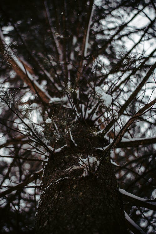 树干与雪 · 免费素材图片
