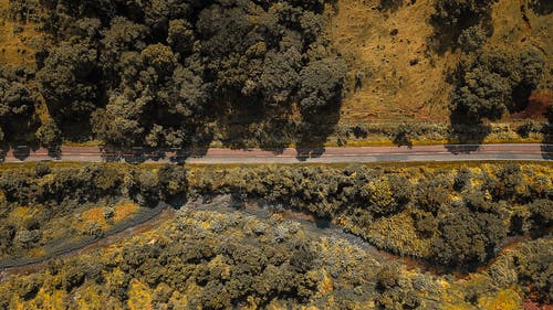 树木环绕的道路鸟瞰图 · 免费素材图片