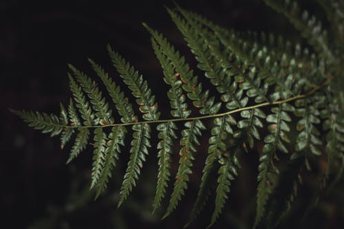 绿色蕨类植物的叶子在特写照片 · 免费素材图片