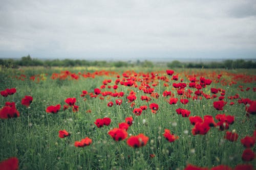 红罂粟花场 · 免费素材图片