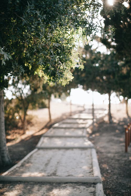 空的混凝土通路与树 · 免费素材图片