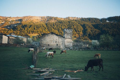 棕色和白色的牛，在房屋附近的绿色领域 · 免费素材图片