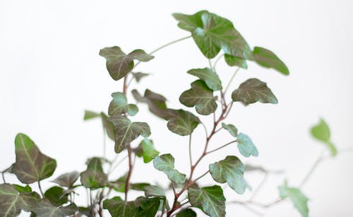 绿色的叶子的植物特写摄影 · 免费素材图片