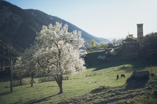 白树 · 免费素材图片
