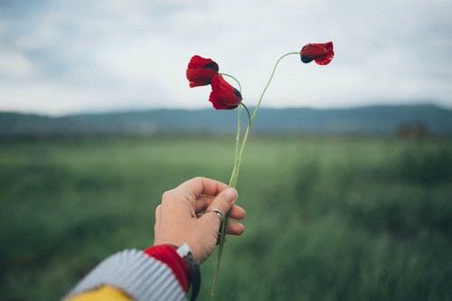 人拿着红色的花瓣 · 免费素材图片