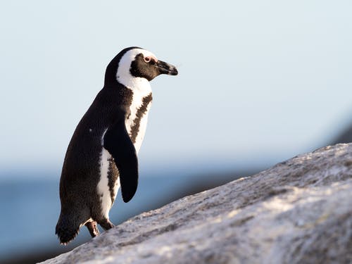 黑色和白色企鹅站在石头上 · 免费素材图片