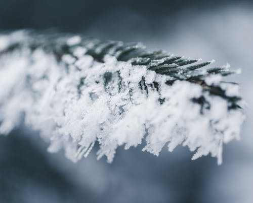 大雪覆盖分支的特写照片 · 免费素材图片