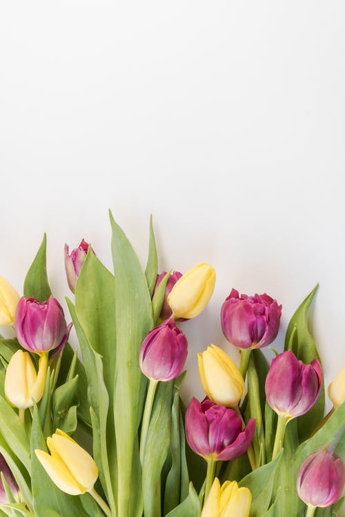 粉色和黄色的郁金香花的选择性聚焦摄影 · 免费素材图片