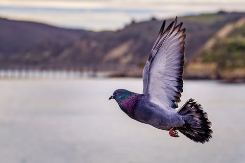 飞翔的鸽子的特写摄影 · 免费素材图片