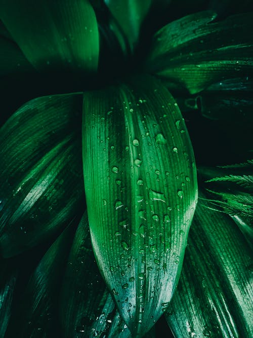 绿叶与水露的特写摄影 · 免费素材图片