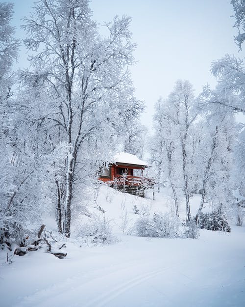红色的木屋，包围着白雪覆盖的树木 · 免费素材图片