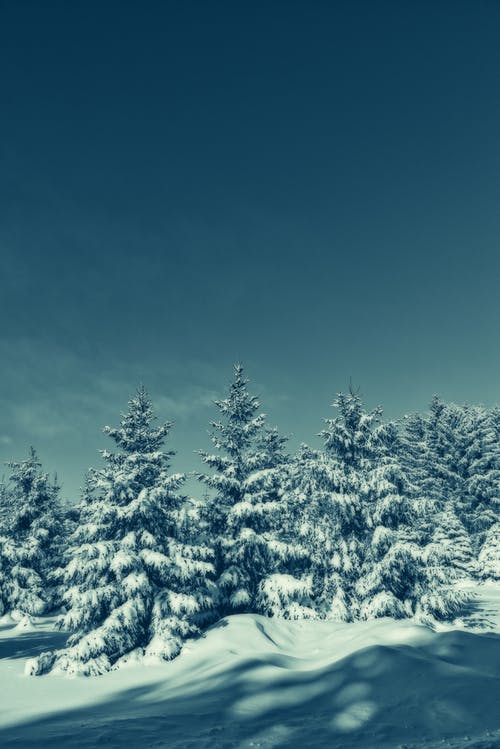 绿树覆盖着雪 · 免费素材图片