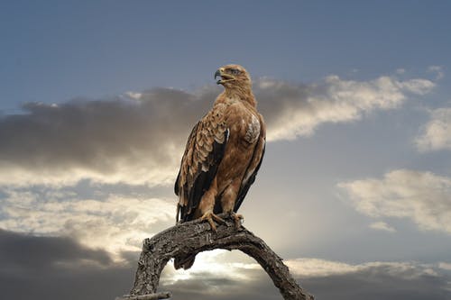 猎鹰栖息在树上 · 免费素材图片