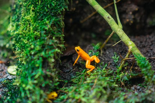 关闭了即将在绿色草地上跳跃的橙色青蛙的照片 · 免费素材图片