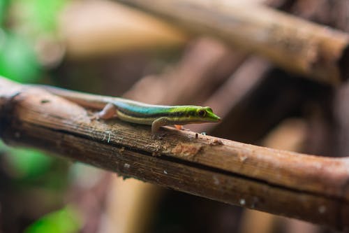 棕色木绿蜥蜴 · 免费素材图片