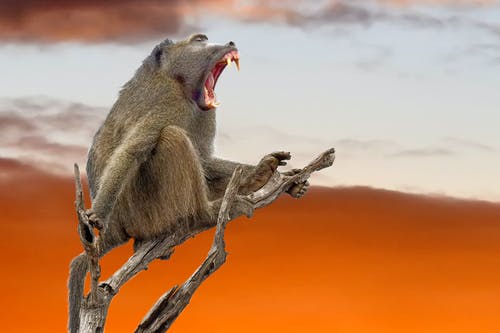 布朗狒狒 · 免费素材图片