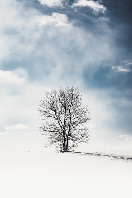 光秃秃的树，在雪地上 · 免费素材图片
