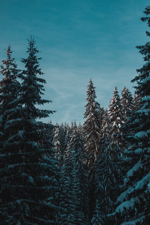 松树与雪在蓝蓝的天空下的照片 · 免费素材图片