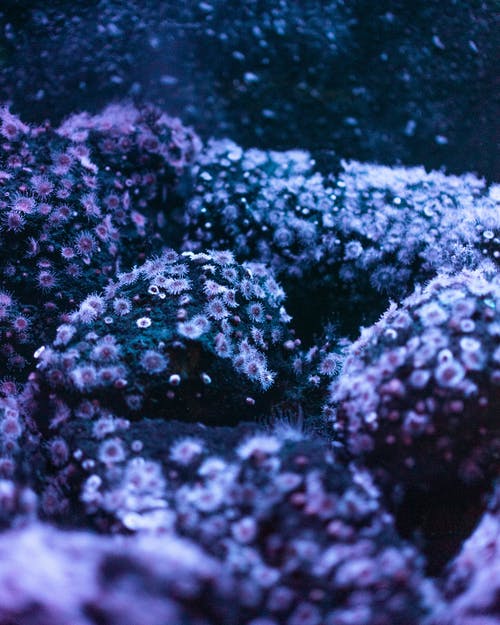 水下海洋生物的微透镜摄影 · 免费素材图片