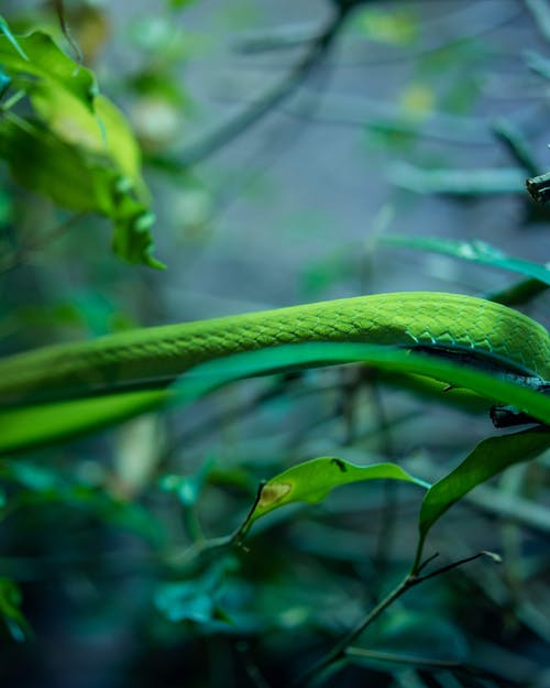 绿叶植物 · 免费素材图片