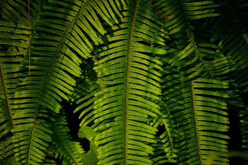 蕨类植物的选择性聚焦摄影 · 免费素材图片