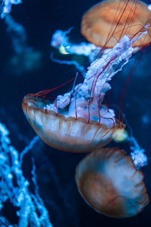 水母水下摄影 · 免费素材图片