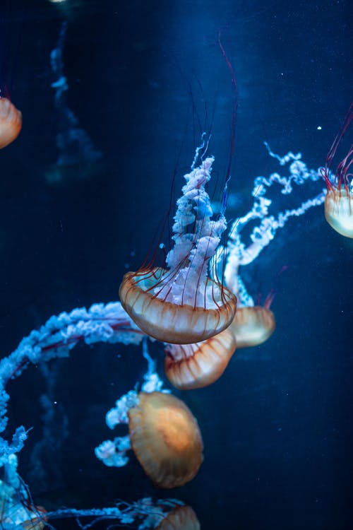 水母水下特写照片 · 免费素材图片