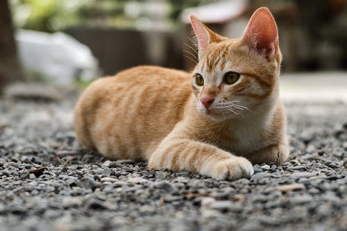 橙色虎斑小猫的选择性聚焦摄影 · 免费素材图片