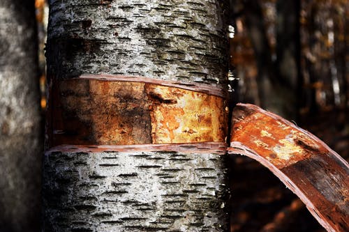 有关原本, 吠, 棕色的免费素材图片