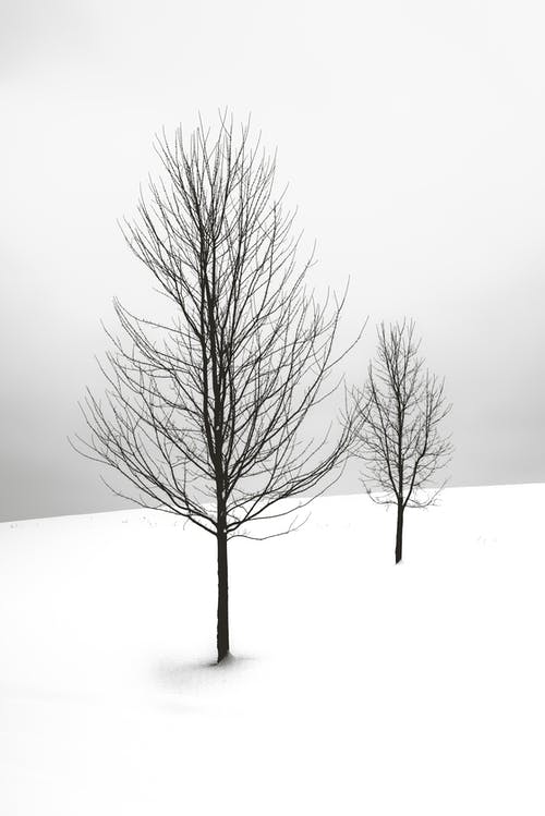 两棵裸树 · 免费素材图片