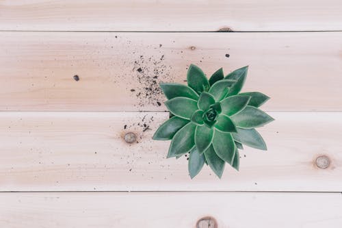 木制表面上的绿色肉质植物的顶视图照片 · 免费素材图片