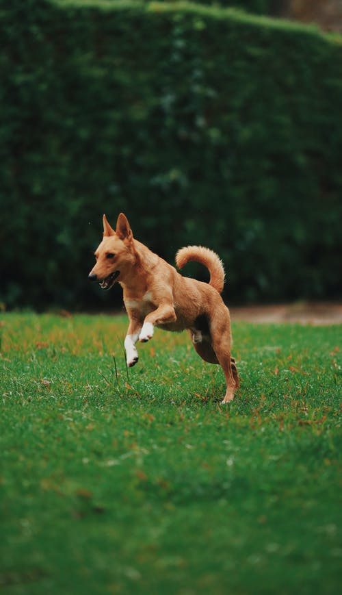 棕色的狗，在草地上运行 · 免费素材图片