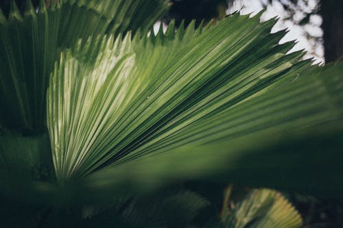 叶子的特写照片 · 免费素材图片