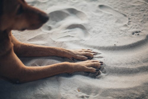 狗躺在海边 · 免费素材图片