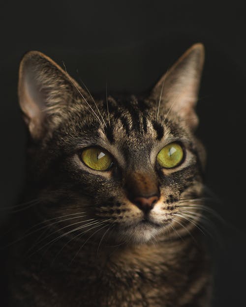 短毛黑灰猫 · 免费素材图片