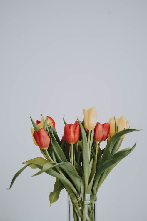 玻璃花瓶上的红色和黄色的郁金香 · 免费素材图片