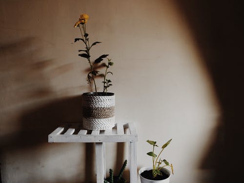 黄色花瓣放在花盆上 · 免费素材图片