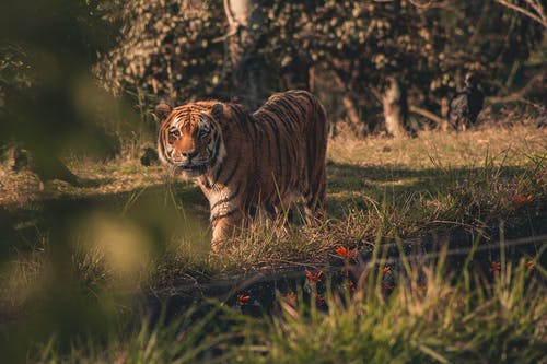 橙色和黑老虎的选择性聚焦摄影 · 免费素材图片