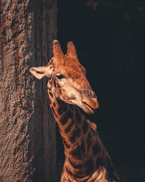 长颈鹿的特写照片 · 免费素材图片