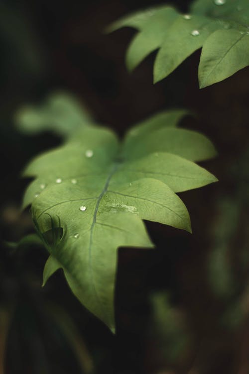 绿色的植物的特写照片 · 免费素材图片