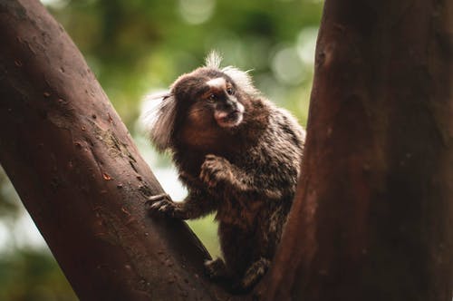猴子在树上 · 免费素材图片