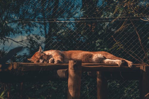 美洲狮睡觉的照片 · 免费素材图片