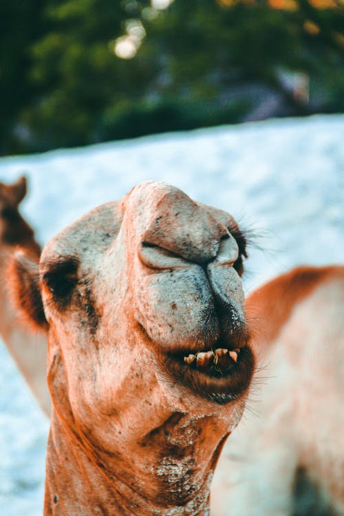 骆驼 · 免费素材图片