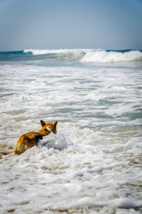 狗在海上游泳 · 免费素材图片