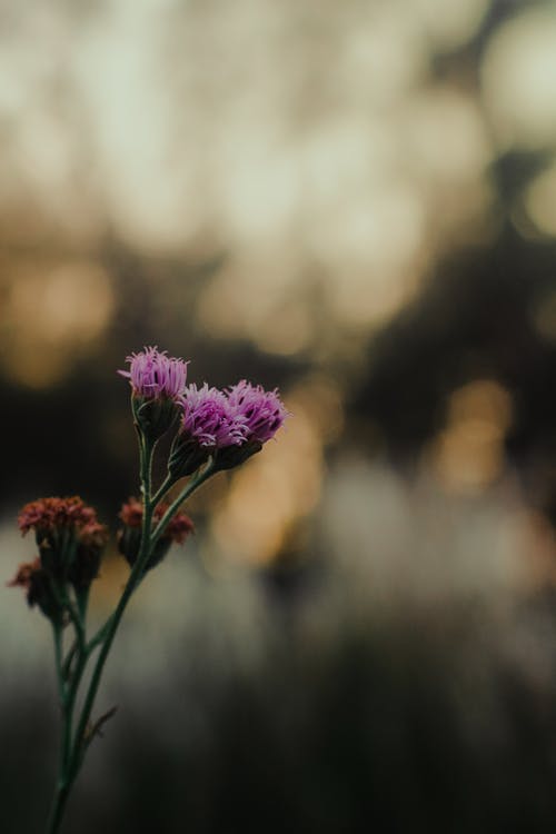 紫色花瓣花 · 免费素材图片