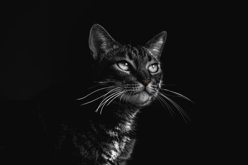 黑虎斑猫的选择性聚焦摄影 · 免费素材图片